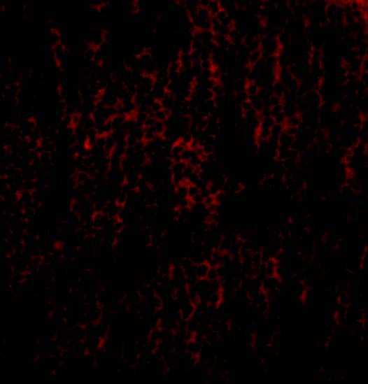 Immunofluorescence of TANK in Rat Spleen cells with TANK antibody at 20 μg/mL