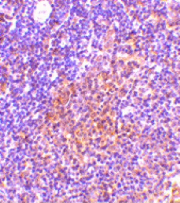Immunohistochemistry of TANK in rat spleen tissue with TANK antibody at 10 μg/mL