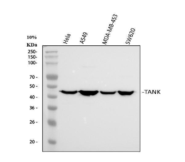  Western blot analysis of TANK using anti-TANK antibody (A00445-3)