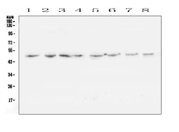 Western blot analysis of TANK using anti-TANK antibody (A00445-3). Electrophoresis was performed on a 5-20% SDS-PAGE gel at 70V (Stacking gel) / 90V (Resolving gel) for 2-3 hours. The sample well of each lane was loaded with 50ug of sample under reducing conditions. Lane 1: rat brain tissue lysates, Lane 2: rat lung tissue lysates, Lane 3: rat spleen tissue lysates, Lane 4: rat kidney tissue lysates, Lane 5: mouse brain tissue lysates, Lane 6: mouse lung tissue lysates, Lane 7: mouse spleen tissue lysates, Lane 8: mouse kidney tissue lysates. After Electrophoresis, proteins were transferred to a Nitrocellulose membrane at 150mA for 50-90 minutes. Blocked the membrane with 5% Non-fat Milk/ TBS for 1.5 hour at RT. The membrane was incubated with rabbit anti-TANK antigen affinity purified polyclonal antibody (Catalog # A00445-3) at 0.5 μg/mL overnight at 4°C, then washed with TBS-0.1%Tween 3 times with 5 minutes each and probed with a goat anti-rabbit IgG-HRP secondary antibody at a dilution of 1:10000 for 1.5 hour at RT. The signal is developed using an Enhanced Chemiluminescent detection (ECL) kit (Catalog # EK1002) with Tanon 5200 system. A specific band was detected for TANK at approximately 48KD. The expected band size for TANK is at 48KD.