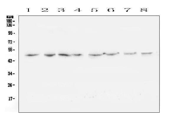  Western blot analysis of TANK using anti-TANK antibody (A00445-3)