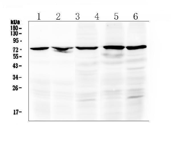  Western blot analysis of Raf1 using anti-Raf1 antibody (A00446-1)