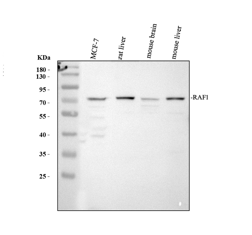 Western blot analysis of Raf1 using anti-Raf1 antibody (A00446-1)