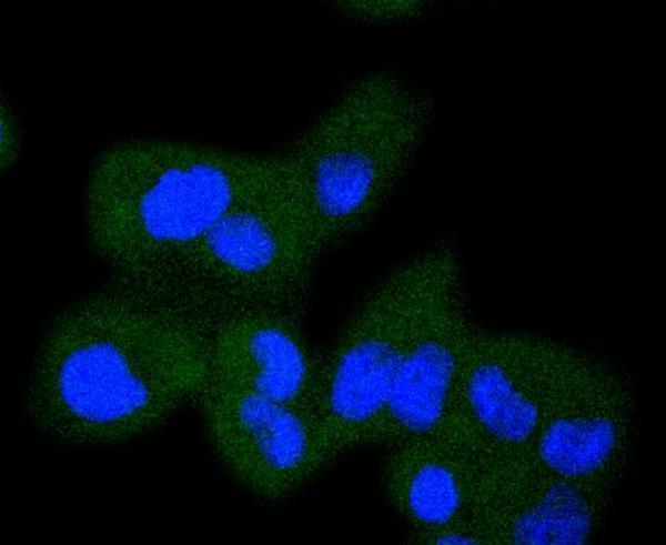 ICC staining Raf1 in Hela cells (green)