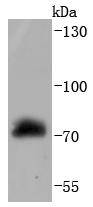 Western blot analysis of Raf1 on HepG2 cells lysates using anti-Raf1 antibody at 1/1,000 dilution