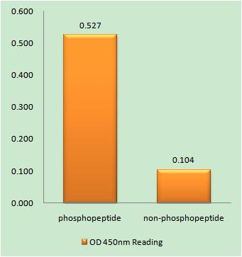 Enzyme-Linked Immunosorbent Assay (Phospho-ELISA) for Immunogen Phosphopeptide (Phospho-left) and Non-Phosphopeptide (Phospho-right), using C-RAF (Phospho-Ser289) Antibody