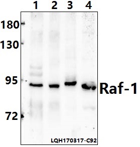 a00446s291 raf1 primary antiboties wb testing 1