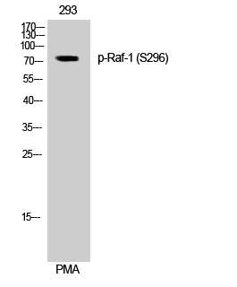 Western Blot analysis of 293 cells using Phospho-Raf-1 (S296) Polyclonal Antibody diluted at 1:1000