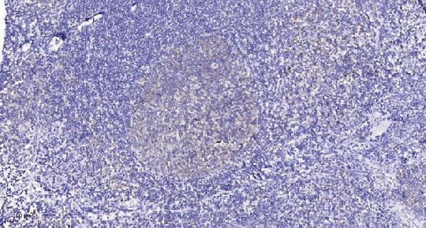 Immunohistochemical analysis of paraffin-embedded human tonsil