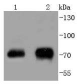 Western blot analysis of Phospho-Raf1(S43) on different lysates using anti-Phospho-Raf1(S43) antibody at 1/1,000 dilution