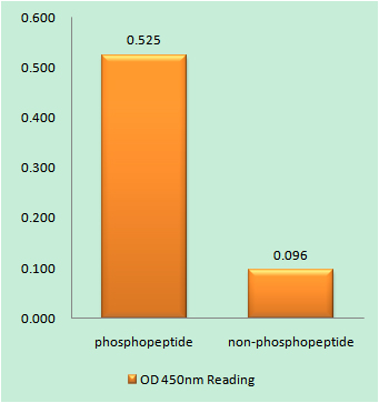 a00446s621 2 raf1 primary antibodies elisa testing 1