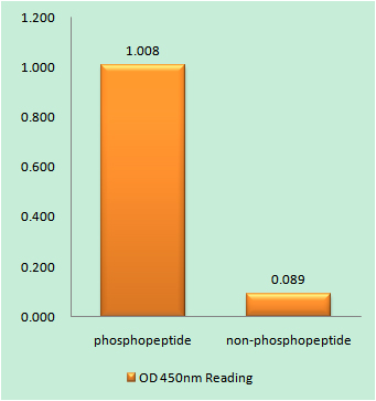 Enzyme-Linked Immunosorbent Assay (Phospho-ELISA) for Immunogen Phosphopeptide (Phospho-left) and Non-Phosphopeptide (Phospho-right), using C-RAF (Phospho-Thr269) Antibody