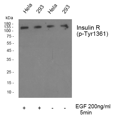 Western blot analysis of Insulin R (phospho Tyr1361) Polyclonal Antibody, using hela, 293 cell treated or untreated with EGF 200ng/ml 30', 4° over night, secondary antibody was diluted at 1:10000, 37° 1hour