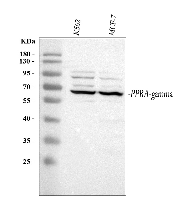 a00449 2 pparg primary antibodies wb testing 1