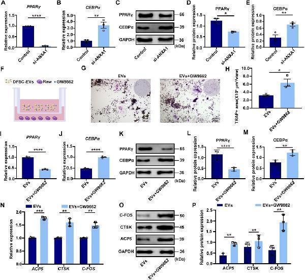 ANXA1 mediated PPARγ-CEBPα pathway to regulate osteoclast differentiation (A) The mRNA level of PPARγ in RAW264