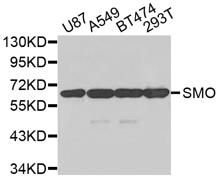 a00451 smo primary antiboties wb testing 1