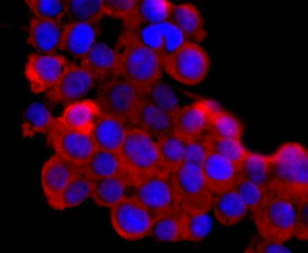 ICC staining Lipocalin-2 in 293T cells (red)