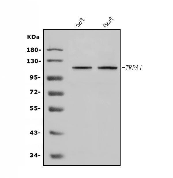 a00453 2 trpa1 primary antibodies wb testing 1