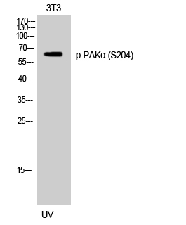 Western Blot analysis of 3T3 cells using Phospho-PAKα (S204) Polyclonal Antibody