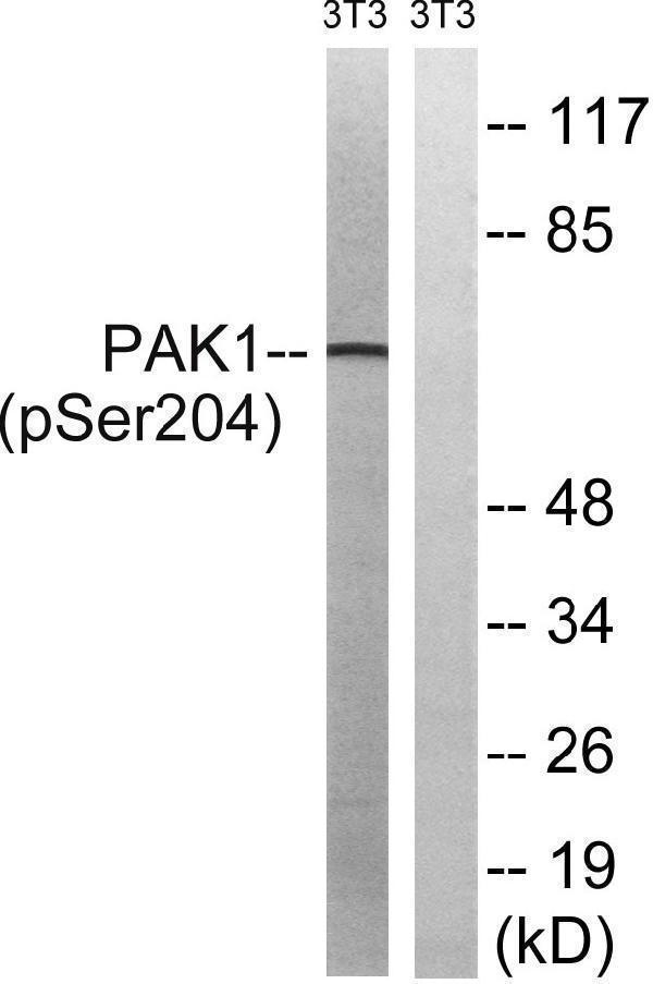 Western blot analysis of lysates from NIH/3T3 cells treated with UV 15
