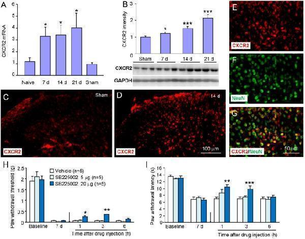 RM-1 cell inoculation increases CXCR2 mRNA and protein expression in the spinal cord