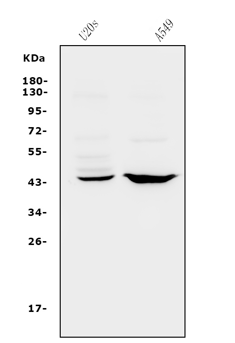  Western blot analysis of CXCR2 using anti-CXCR2 antibody (A00455-2)