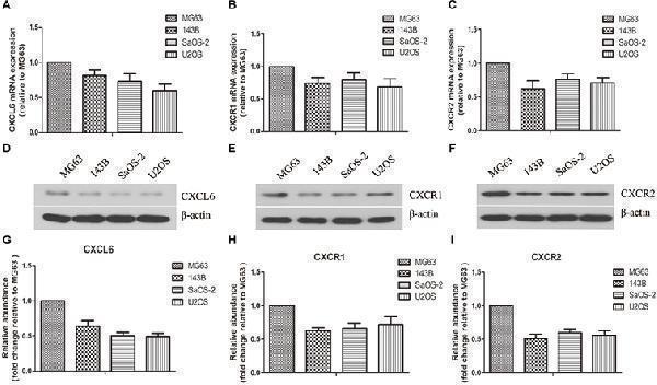 Expressions of CXCL6, CXCR1, and CXCR2 in osteosarcoma (OS) cells