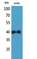 Western blotting validation for Anti-IL8 beta CXCR2 Antibody A00455
Western Blot (WB) analysis of HuvEc cells using IL-8Rbeta polyclonal antibody