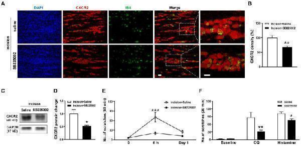 Effects of the CXCR2 Antagonist SB225002 on oroficial itch