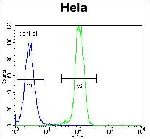 B2M Antibody (C-term) (Cat