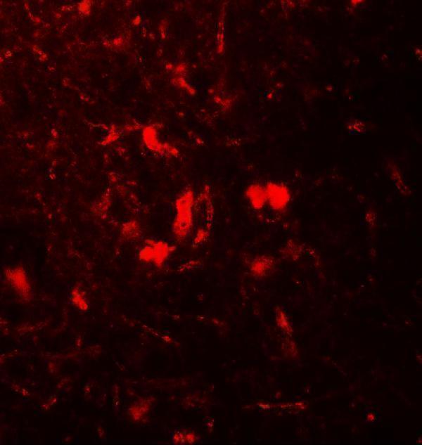 Immunofluorescence of B2M in mouse brain tissue with B2M antibody at 20 μg/mL