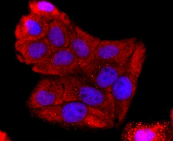 ICC staining ABCG2 in Hela cells (red)