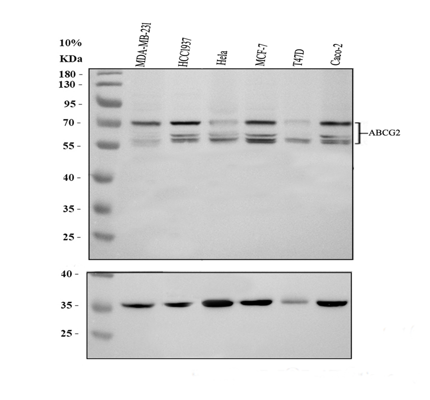 a00457 2 abcg2 primary antibodies wb testing 3