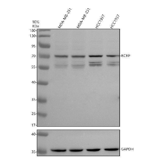 Western blot analysis of BCRP using anti-BCRP antibody (A00457-2)