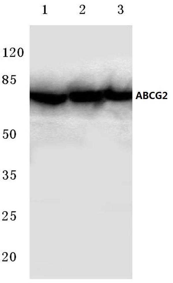 Western blot (WB) analysis of ABCG2 (N338) polyclonal antibody at 1:500 dilution
Lane1:Hela cell lysate
Lane2:sp2/0 cell lysate
Lane3:H9C2 cell lysate