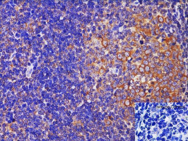 a00459 il21 primary antibodies ihc testing 3