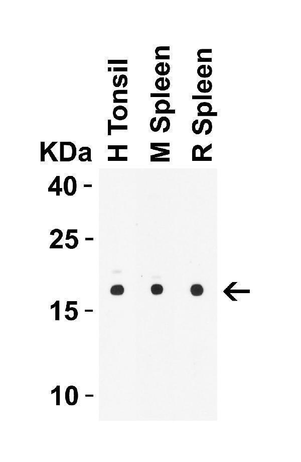 a00459 il21 primary antibodies wb testing 1