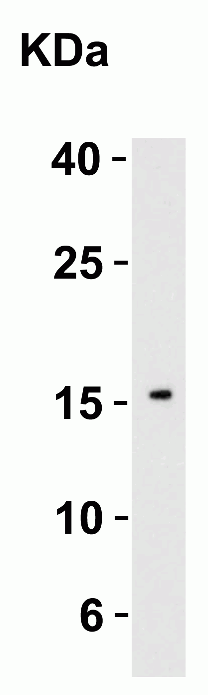 a00459 il21 primary antibodies wb testing 2
