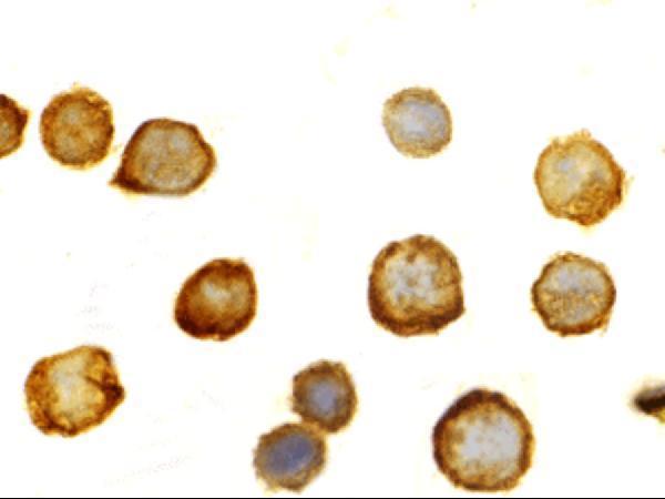 a00462 1 tlr5 primary antibodies icc testing 2