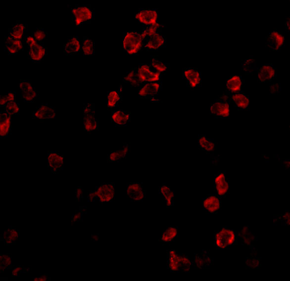 a00462 1 tlr5 primary antibodies if testing 3