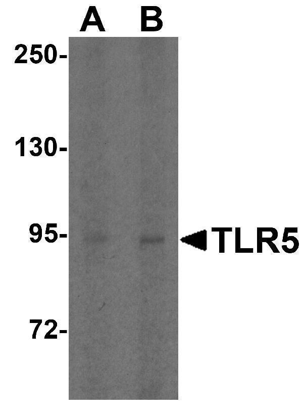 a00462 1 tlr5 primary antibodies wb testing 1