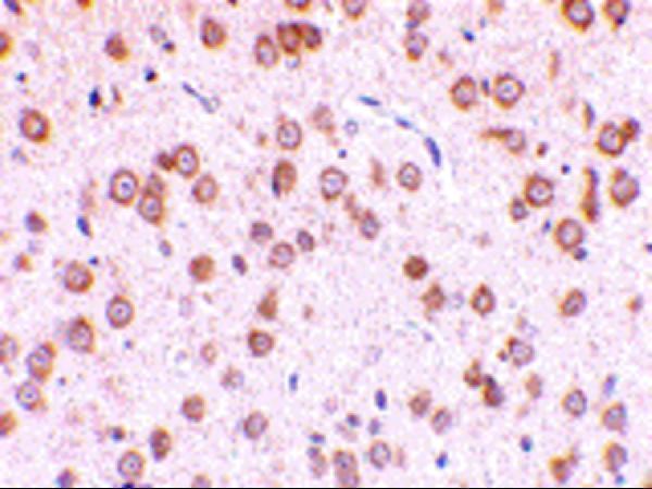 a00462 tlr5 primary antibodies ihc testing 2