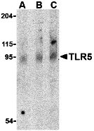 a00462 tlr5 primary antibodies wb testing 1