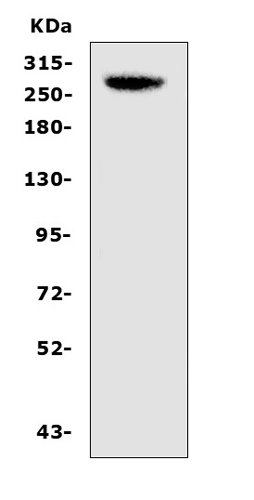 a00463 1 cad primary antibodies wb testing 1