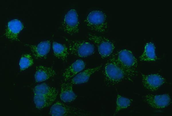 a00463 4 cad primary antibodies if testing 9