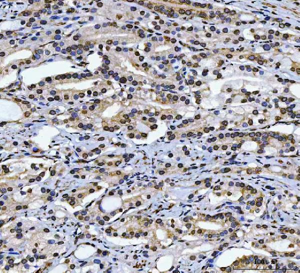 a00463 4 cad primary antibodies ihc testing 4