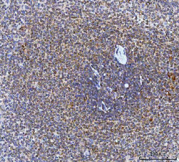 a00463 4 cad primary antibodies ihc testing 5