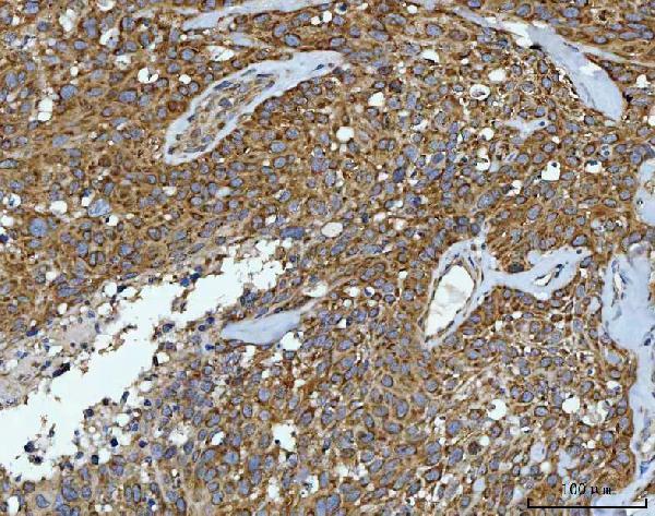 a00463 4 cad primary antibodies ihc testing 6