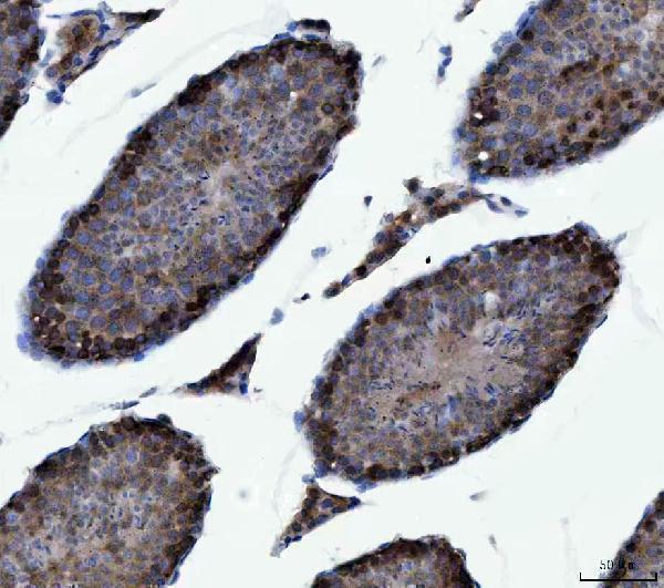 a00463 4 cad primary antibodies ihc testing 7