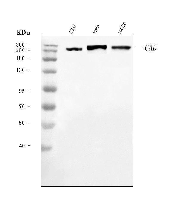  Western blot analysis of CAD using anti-CAD antibody (A00463-4)